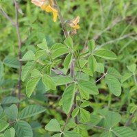 Crotalaria incana L.